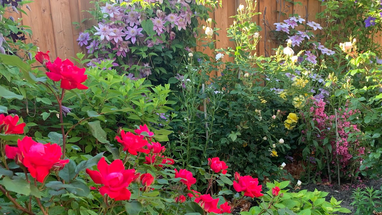 Vernie's Colorful Perennial Garden Tour with Plant Names // Roses, Clematis and More - Mid June 2021