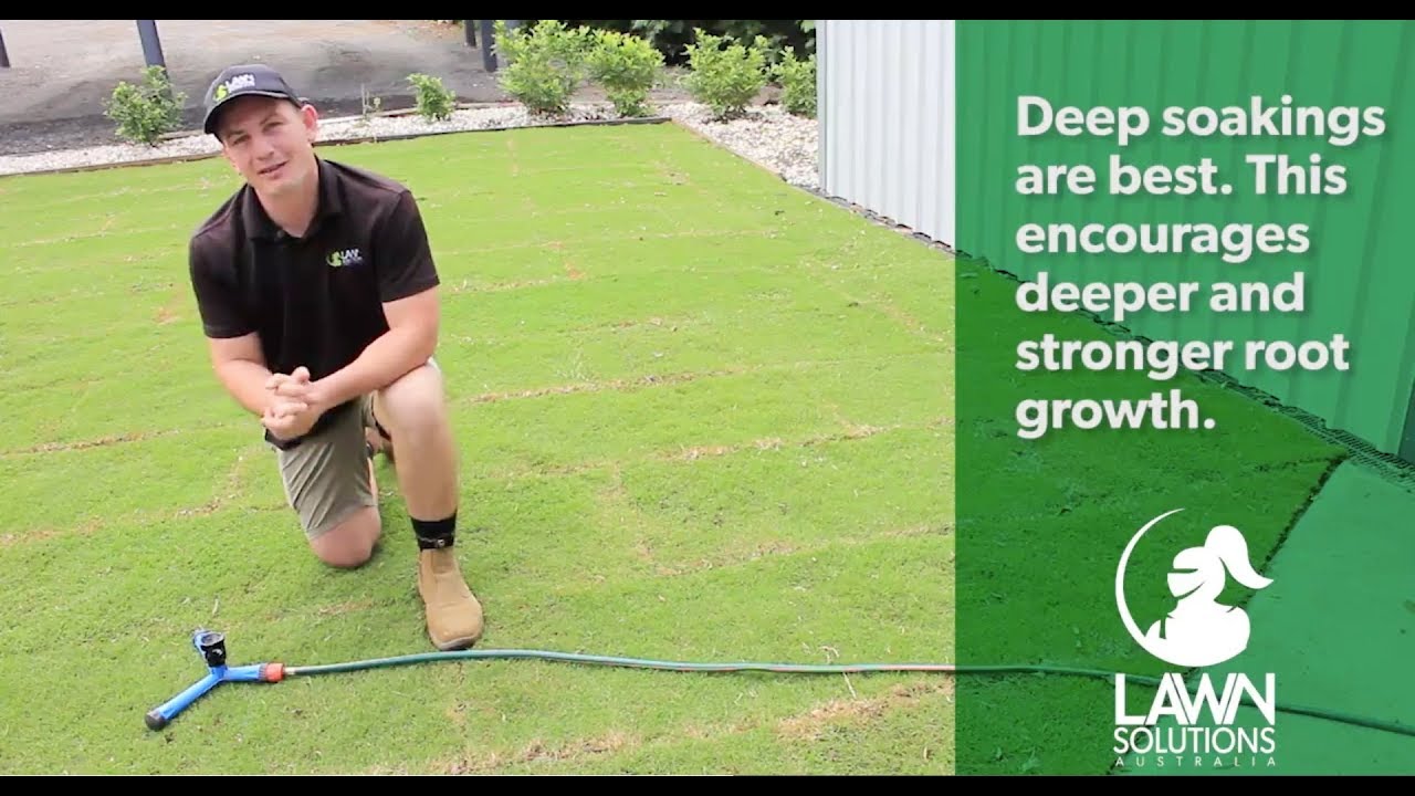 Caring for Your New Lawn