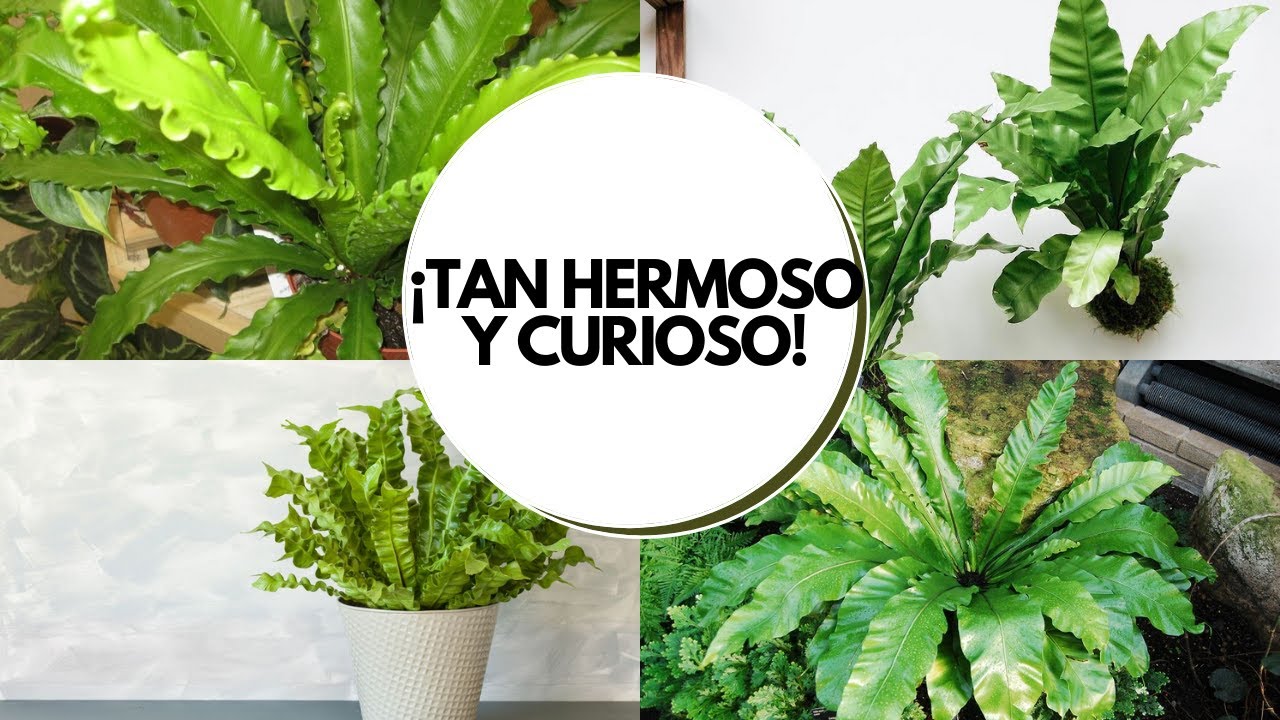 Helecho nido de ave cuidados / Asplenium nidus cuidados