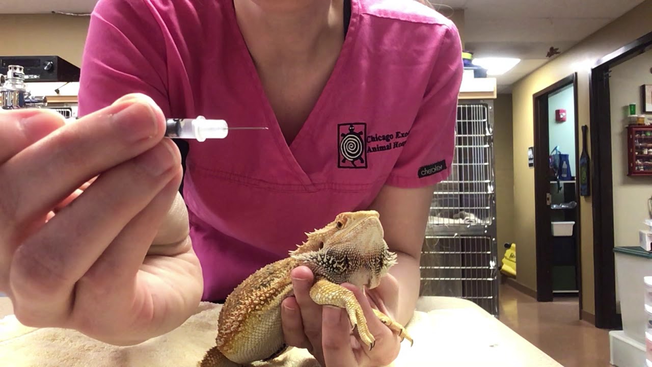 How to give a bearded dragon an injection