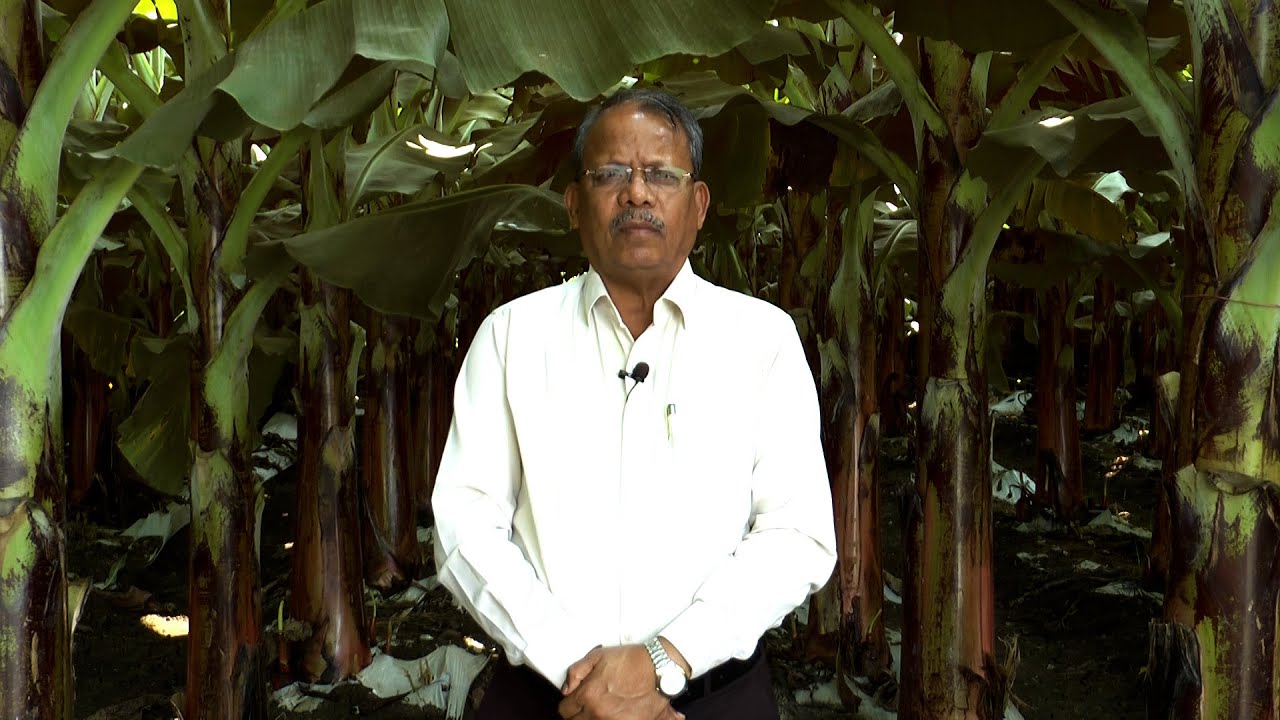 ಬಾಳೆಗೆ ನೀರು, ಗೊಬ್ಬರ - ಜೈನ್ ಸಲಹೆ - ಡಾ. ಕೆ. ಬಿ. ಪಾಟಿಲ | Water & Nutrient Management in Banana | Jain