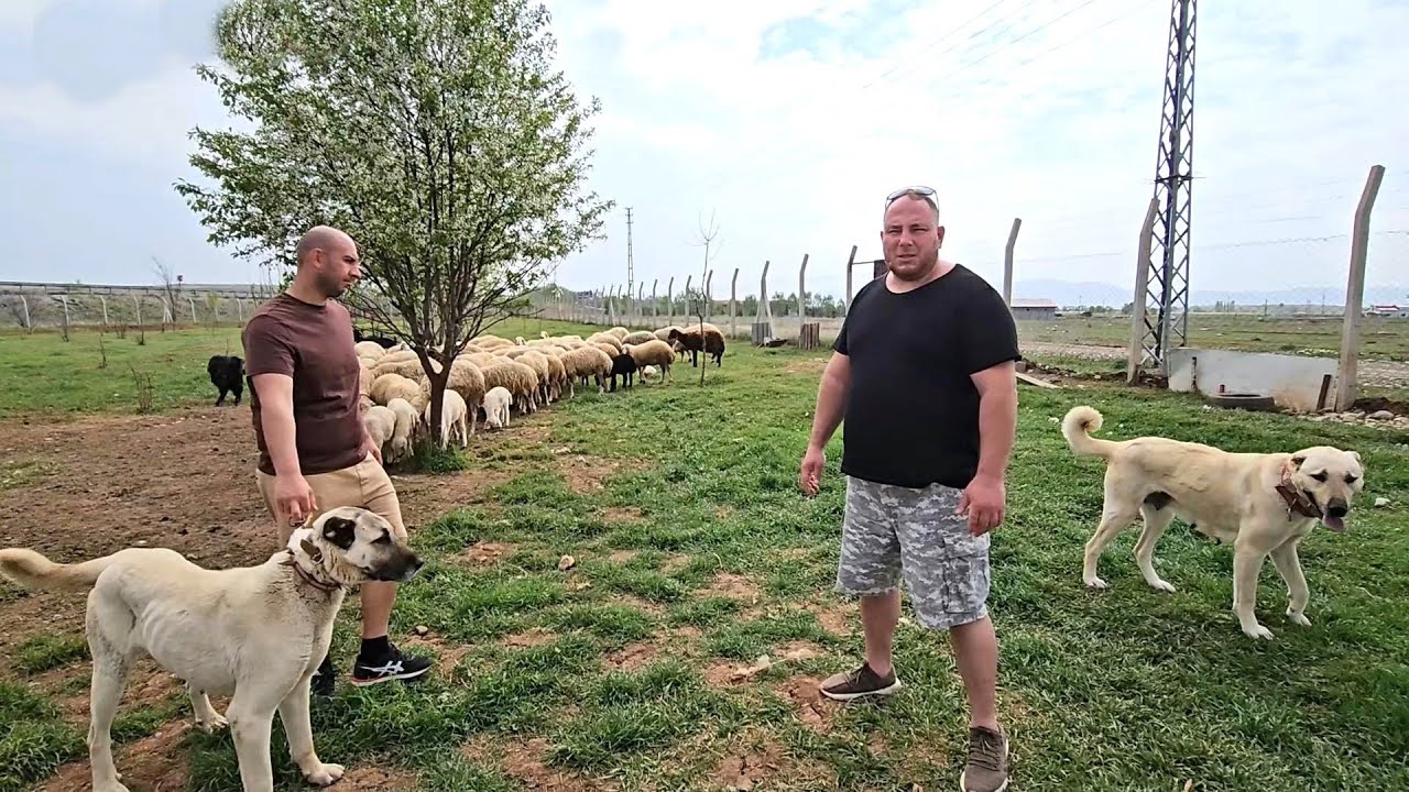DANEZU IN TURCIA,IN CAUTARE DE KANGALI ORIGINALI.LA CAHIT AKGUL,UN MARE CRESCATOR TURC.