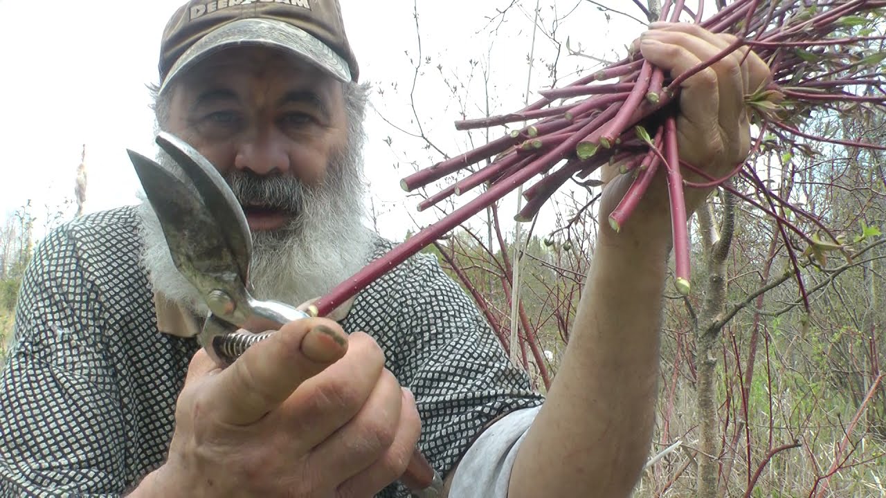 Different methods of Planting Red Osier Dogwood for whitetail habitat part one 1 of two 2
