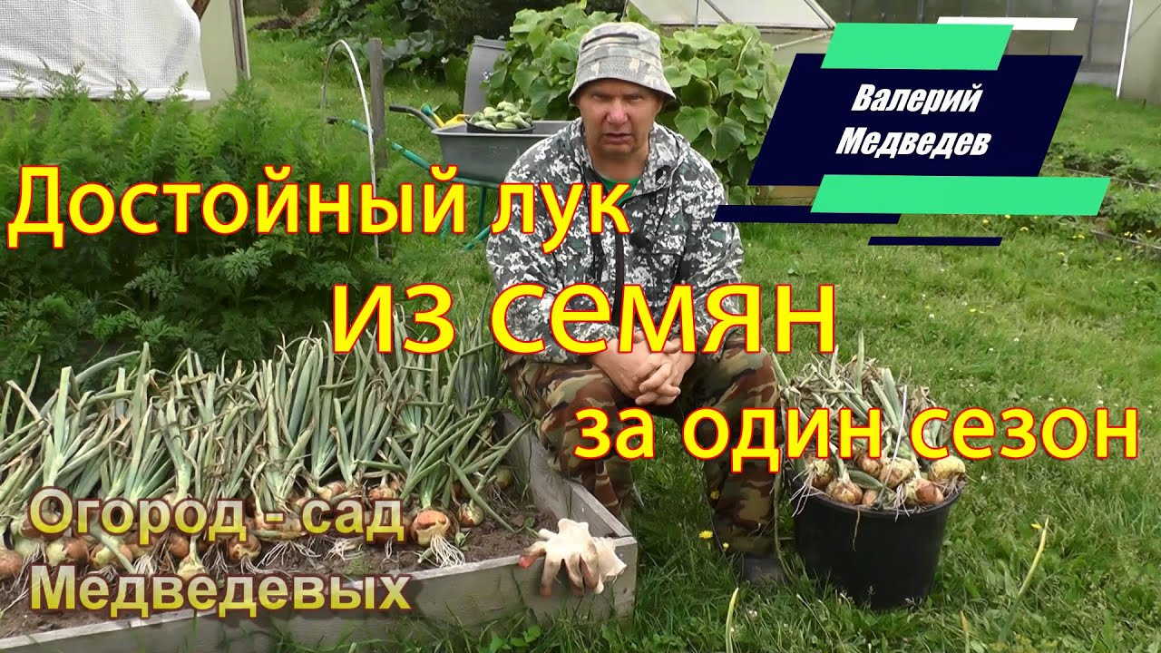 Лук на репку из семян  за один сезон   это просто