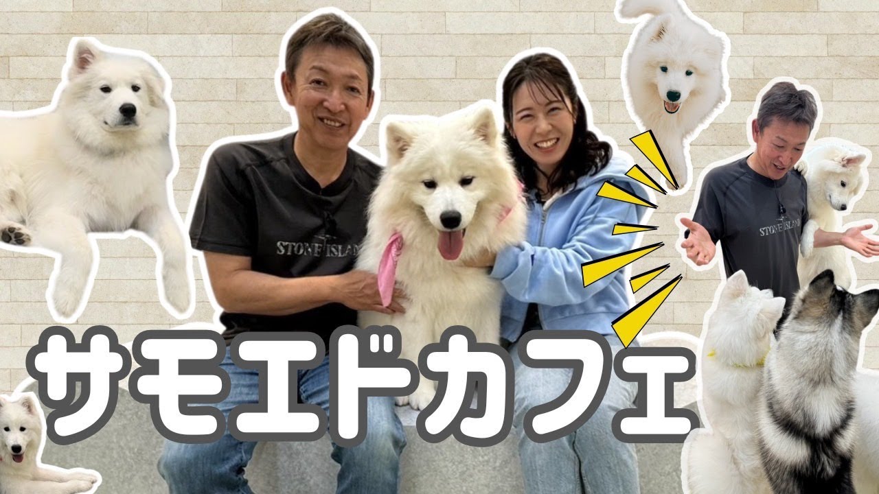 GW！サモエドカフェへ癒されに！