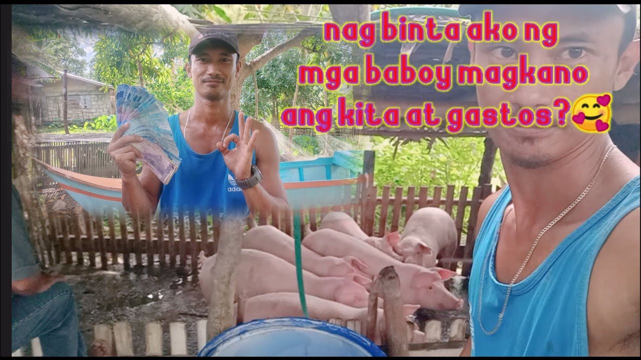 ilang buwan ang tamang pag binta ng mga baboy?