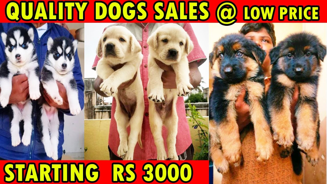 DOG FOR SALES | ALL PUPPYS SALES | Cheapest Prize | Dog Kennels | All Breeds Available