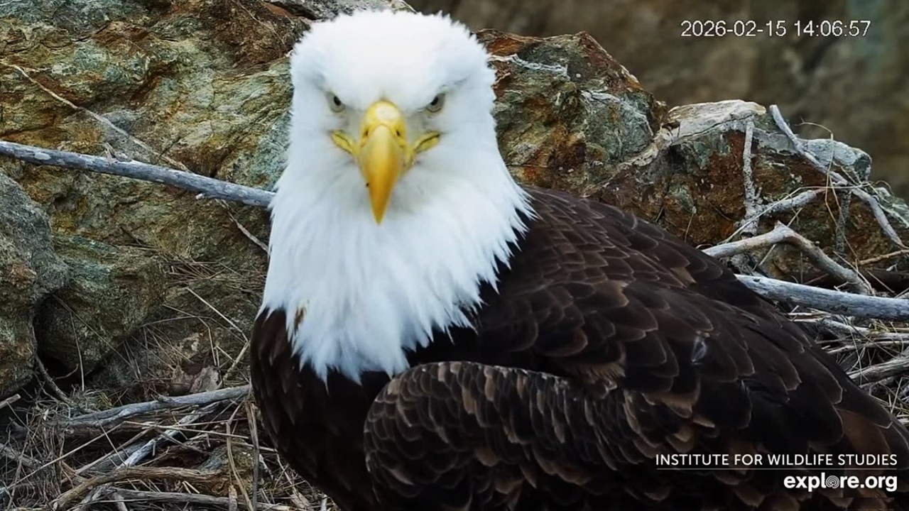Two Harbors Eagles🦅 Chase Calls📞 Cholyn for Fish 2x🎏 ➕Stunning Close-Ups🪞explore.org | 2026 Feb 15