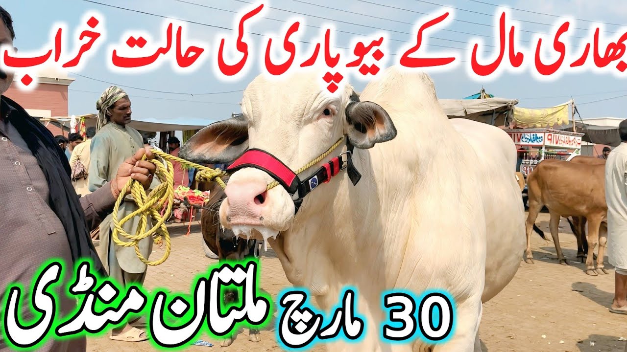 Today Multan Cow Mandi Fresh Latest Update | Cholistani Sahiwal Bachre Brahman Cows | Cow Mandi 2025