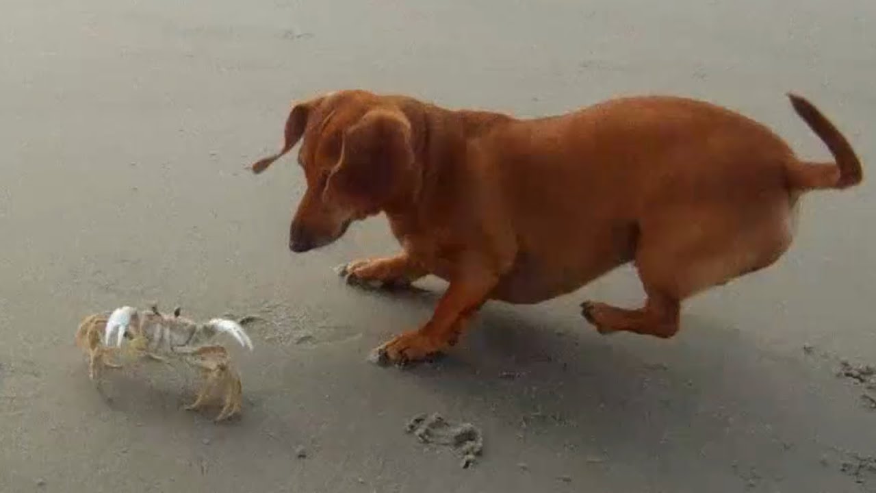 Dachshund vs Crab - Who Wins?