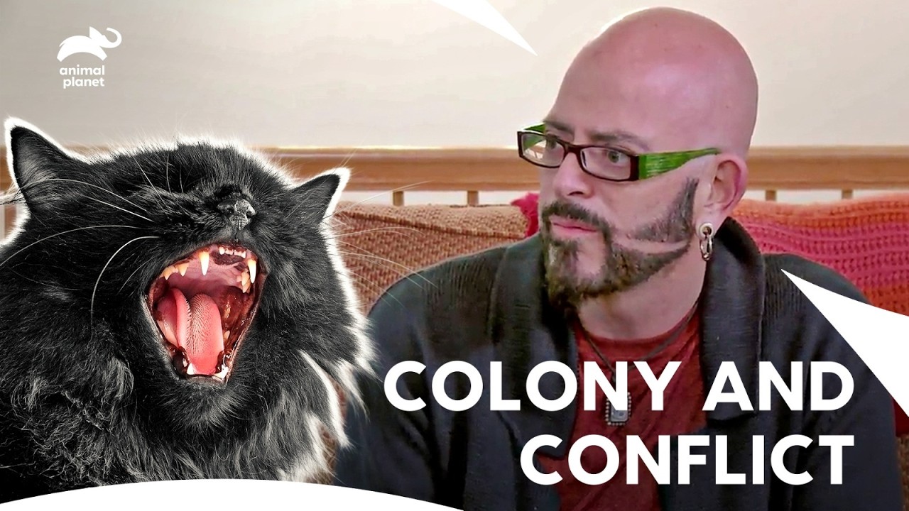 Jackson Galaxy Tackles Feral Cats And Frenemies | My Cat From Hell S7 E7,9,10 | Animal Planet