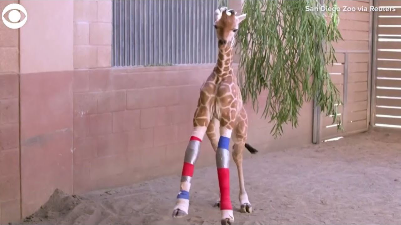 Baby giraffe gets new leg braces at San Diego Zoo