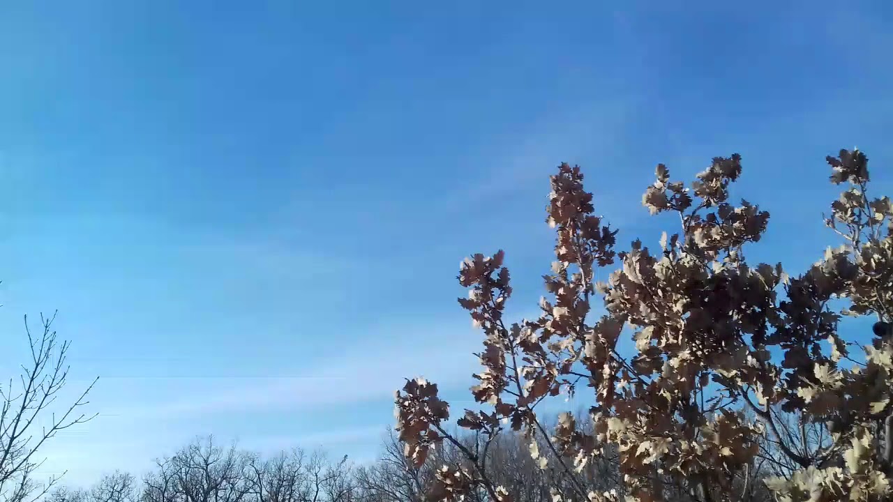 Galjske mackare (srpska nacija)2018