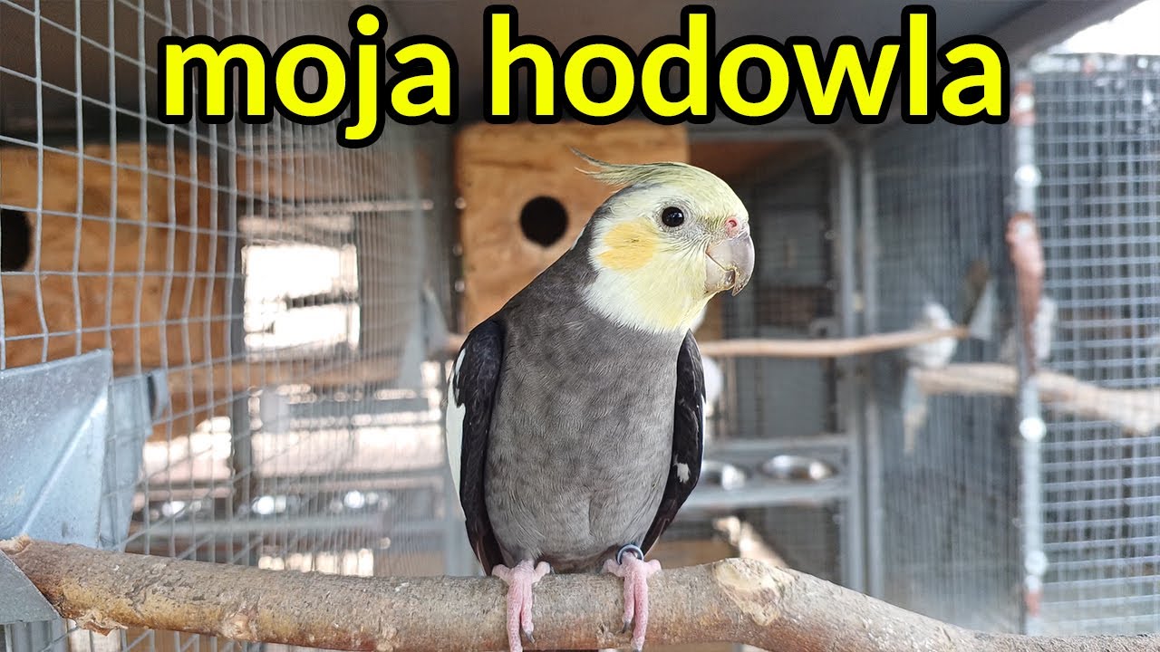 Problemy każdego hodowcy