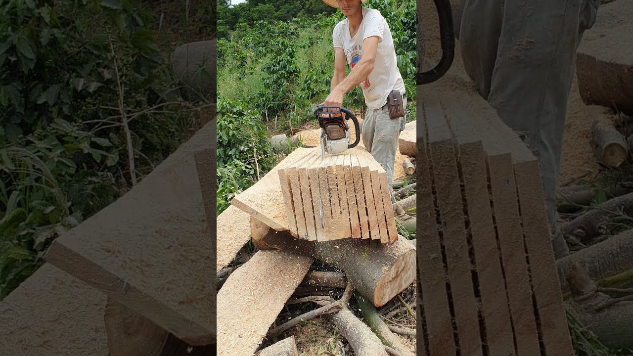 Motosserra MS 462 stihl serrando t&aacute;buas perfeitas 🤠🔥🚀