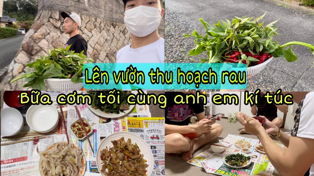 237 | L&ecirc;n Vườn Thu Hoạch Rau - Bữa Cơm Tối C&ugrave;ng Anh Em K&iacute; T&uacute;c | Cuộc Sống Ở Nhật | Đức Thư Vlogs