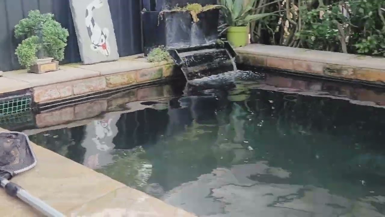 OMG!! Automatic Feeder Blew Into The Koi Pond Food Everywhere.