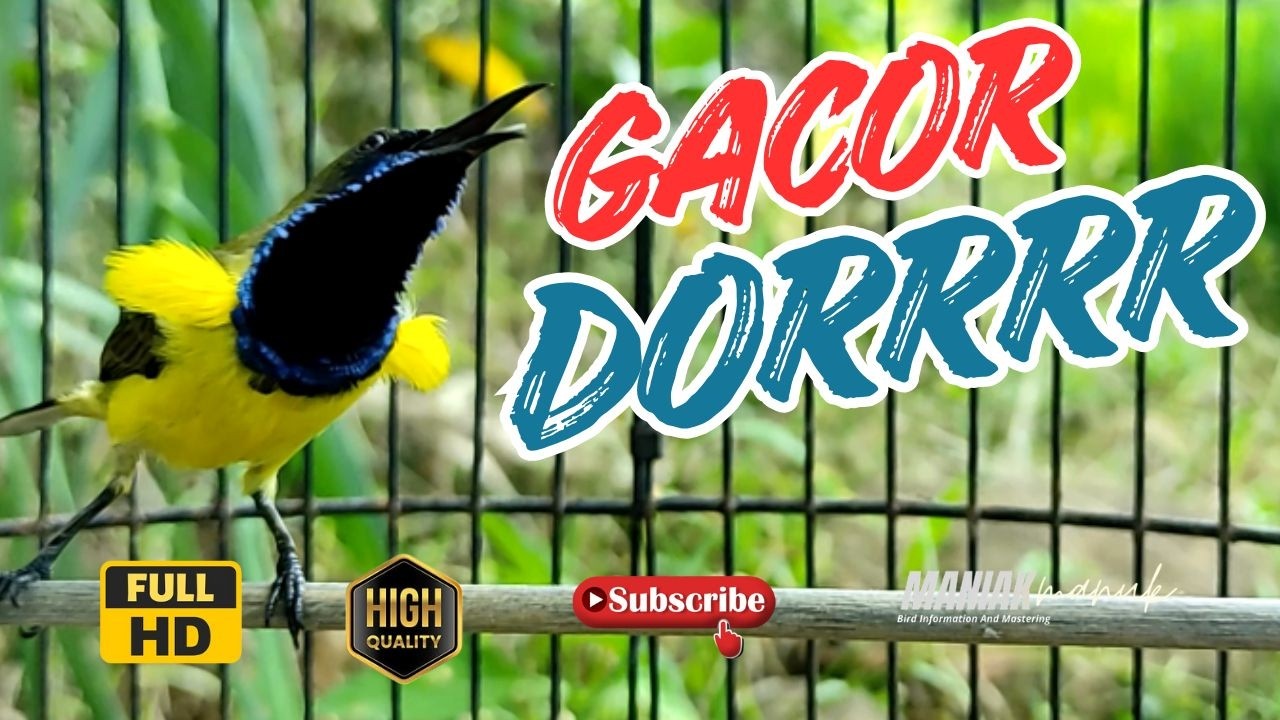 SOGON FIGHTER LANGSUNG RESPON DENGAR SUARA SOGON GACOR #31