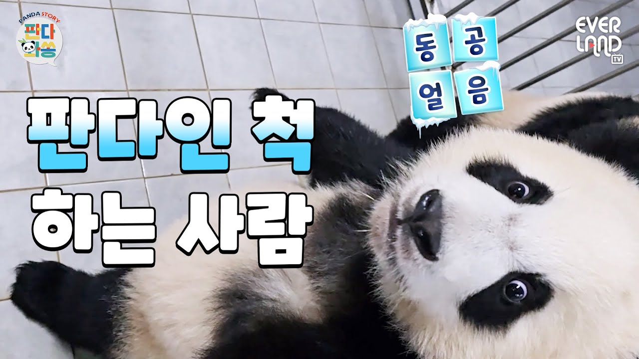 [ENG]루이바오씨 이제 그만 지퍼 열고 나오시죠｜#판다와쏭 #167