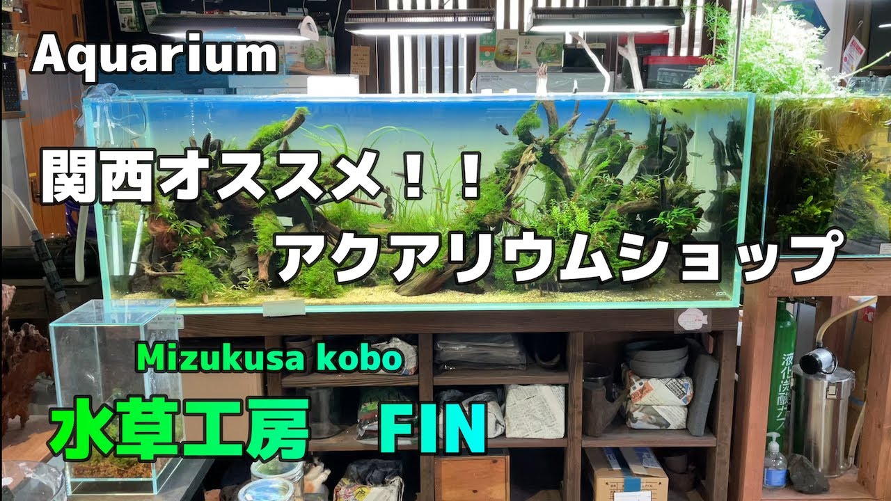 [aquarium]めちゃくちゃ綺麗な水槽が展示してあるお店。水草工房 FINに行ってきました
