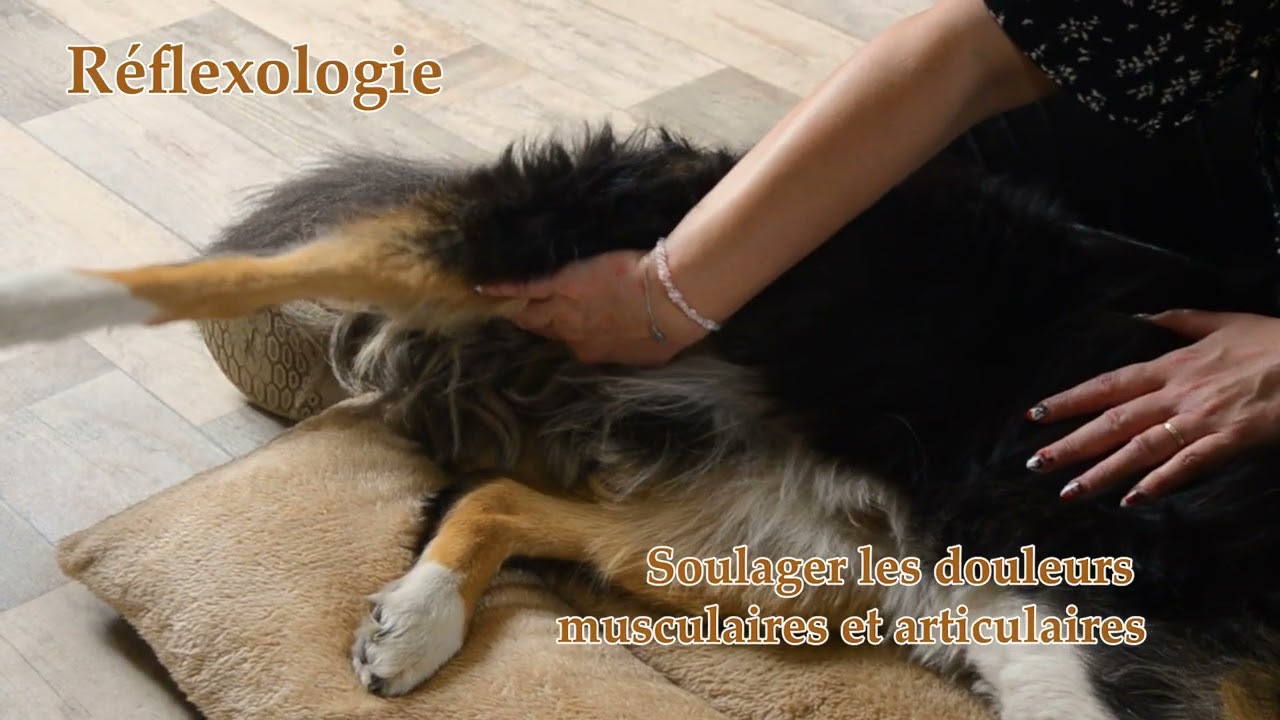 Réflexologie animale et massage bien-être