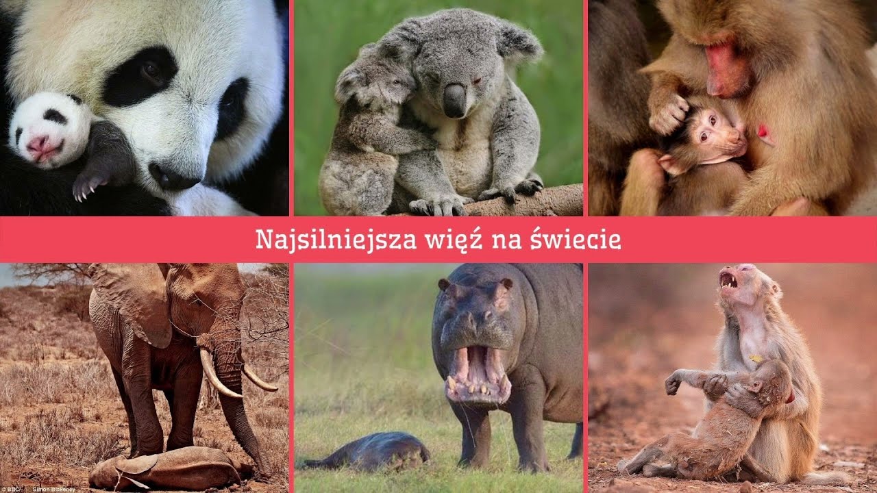 Potrzeby zwierząt a człowieka? odc.3