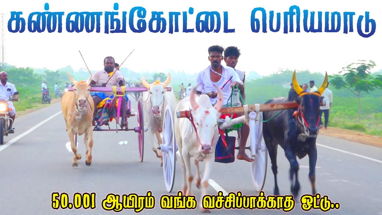 தேவக்கோட்டை பெரியமாடு பந்தயம் 16,11,2025