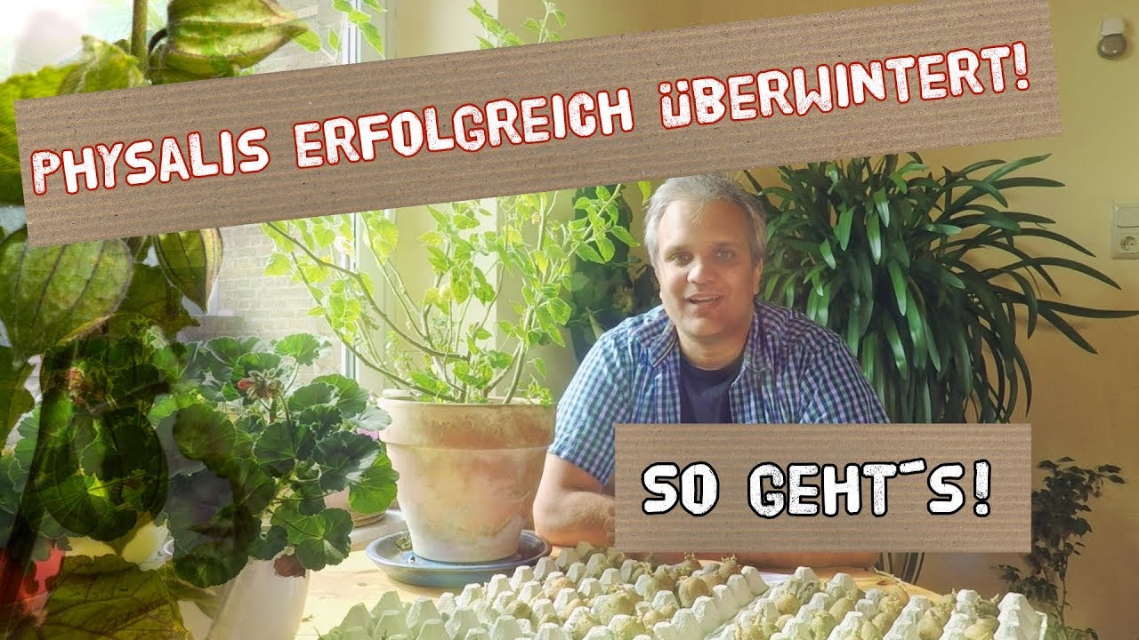 Physalis erfolgreich überwintert - so geht´s!