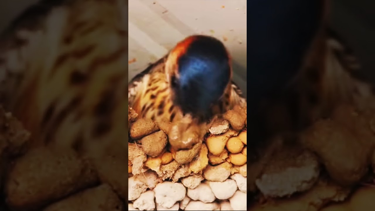 Bird building a nest by sand #shorts