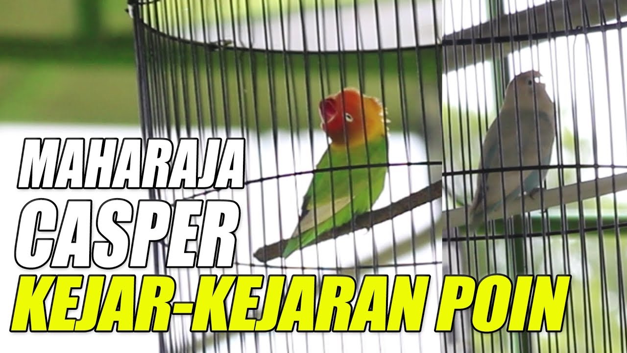PIALA PASUNDAN 3 : Juri FOKUS Kejar-kejaran POIN Lovebird Konslet MAHARAJA dan CASPER