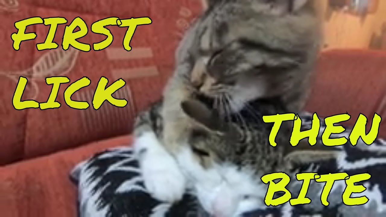 Cat licks then bites his best friend's cat :)
