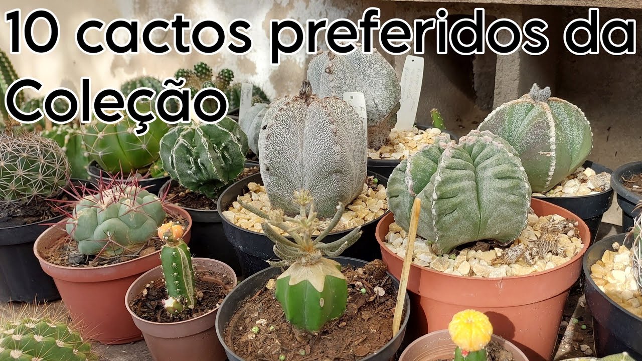 10 Cactos preferidos da Coleção                                   @cleoteixeiracactosesuculen8763
