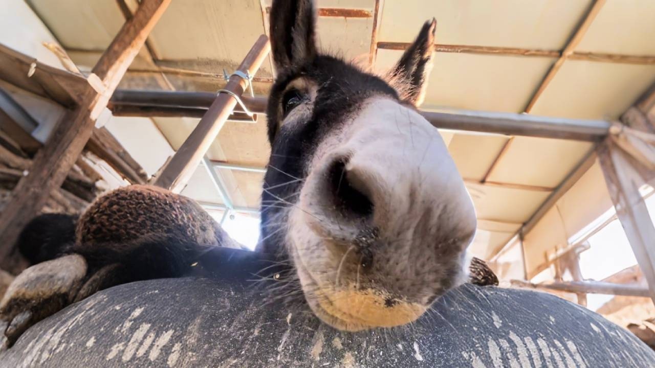 A typical day at the donkey farm: calling up friends for meat and drinks! How delightful!