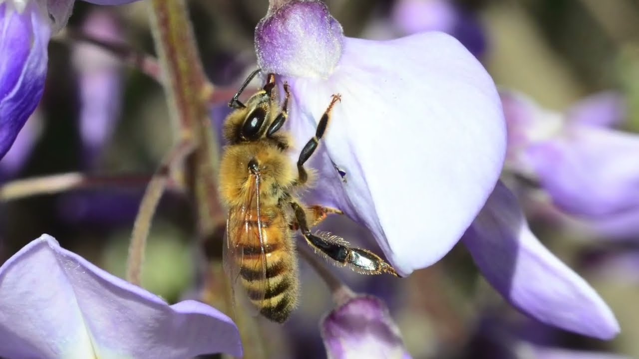 花の蜜だけを「盗む」虫