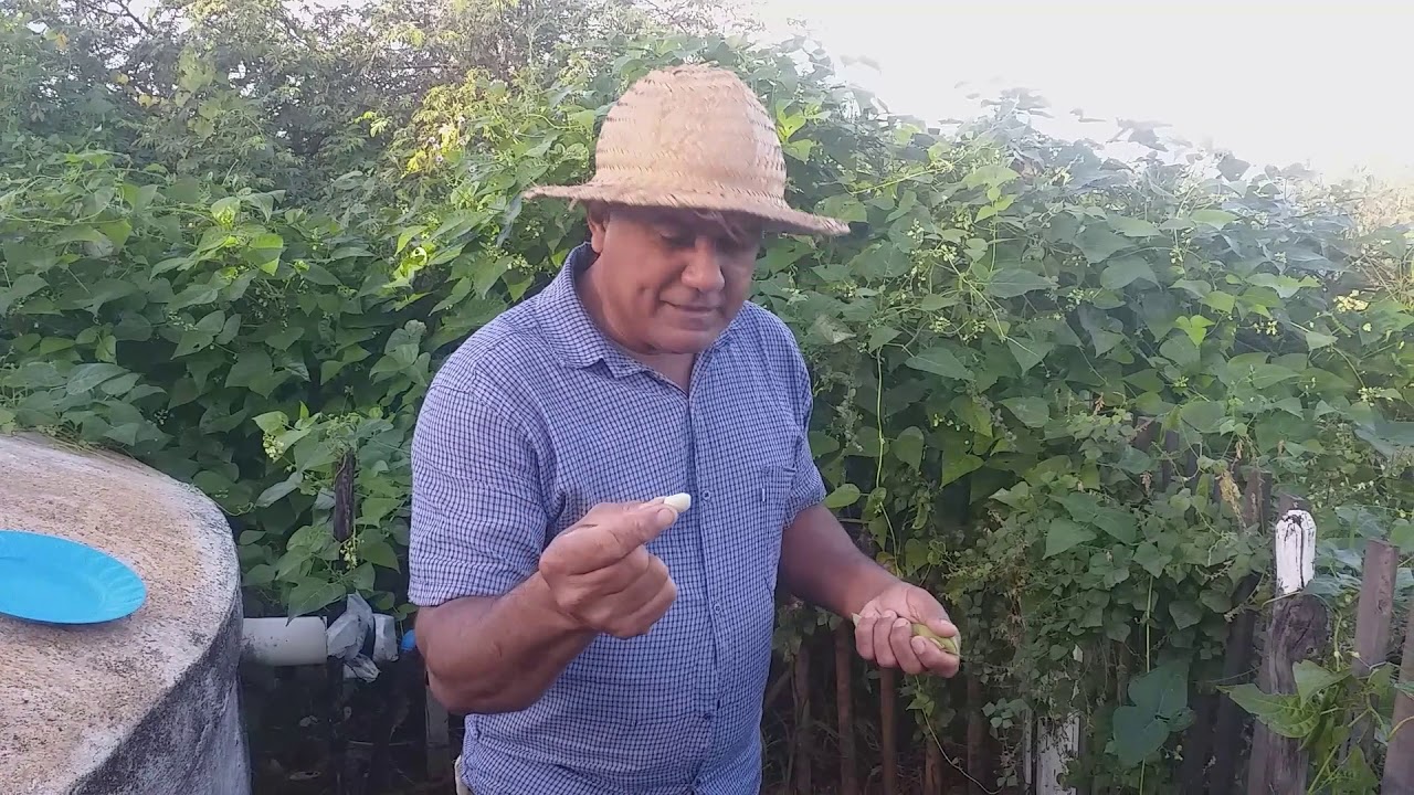 Vida na roça neguinho sertanejo mostrando sua plantação de fava