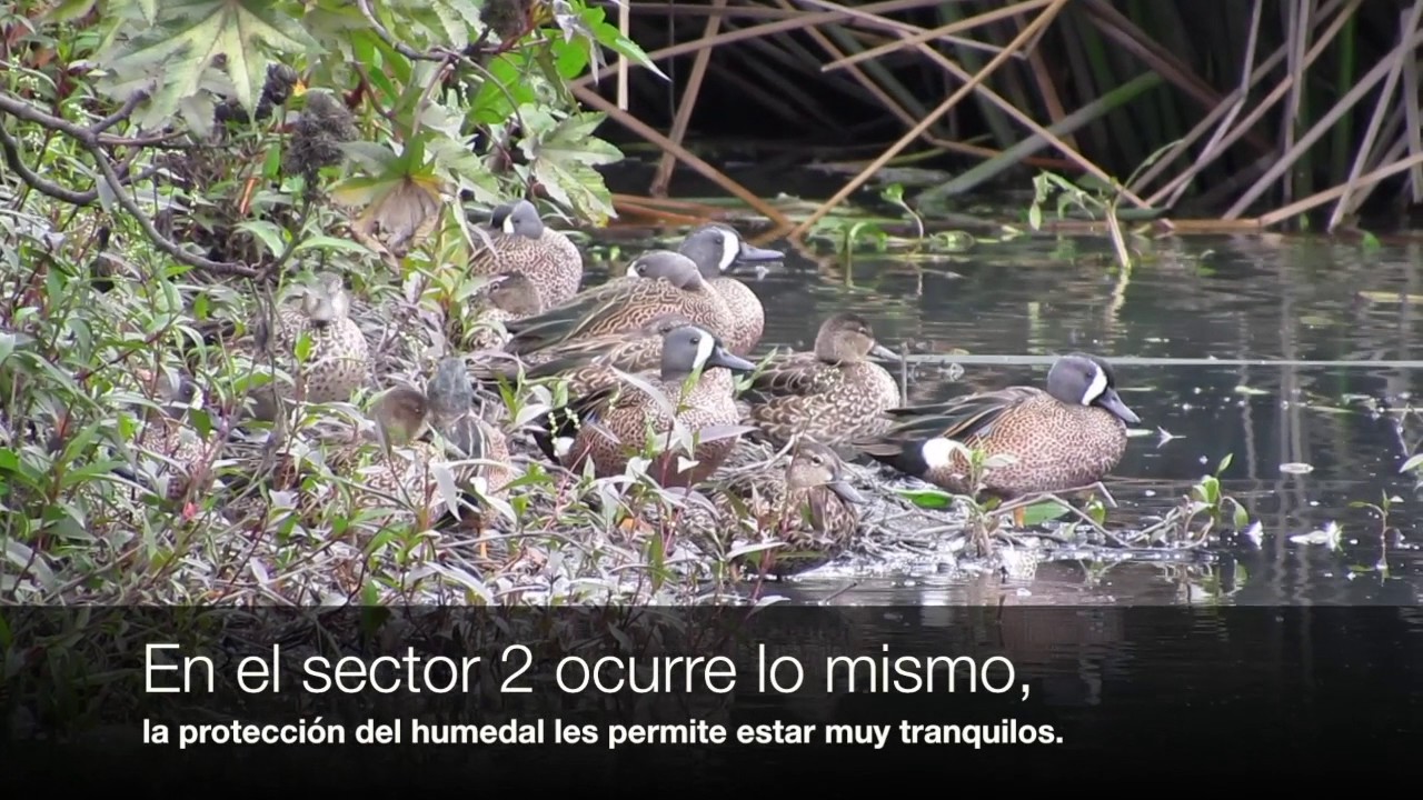HC-La migración de patos Canadienses