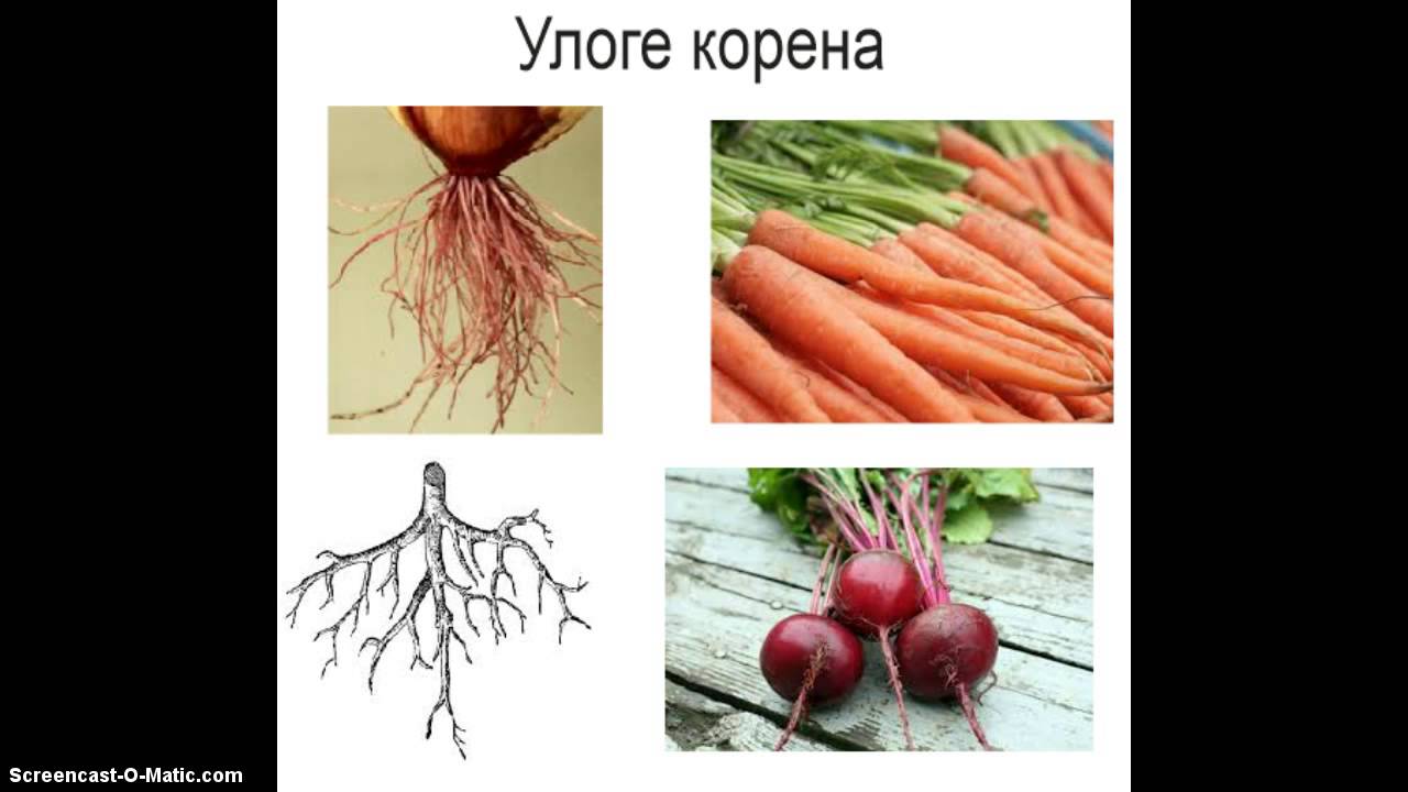 Улога  корена