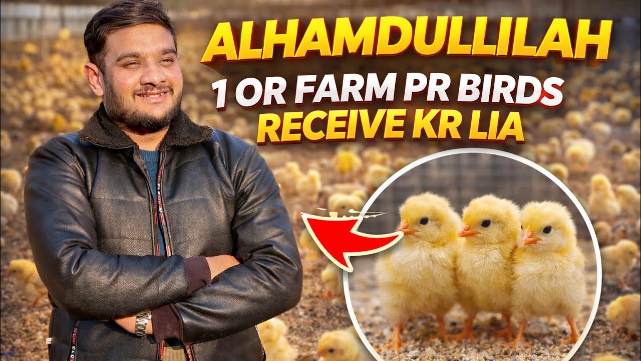 Alhamdullilah 1 or farm pr birds receive kr liya |Ahram Vlogs