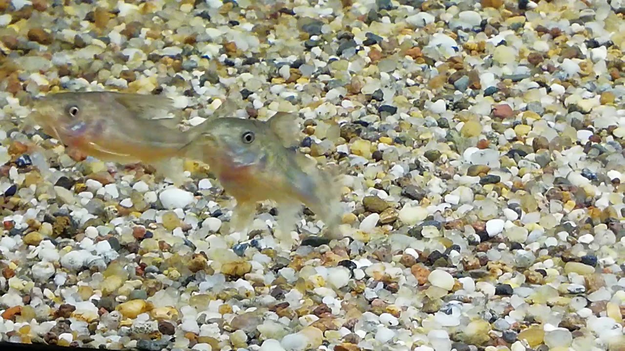 Marmorierte Panzerwelse (Corydoras paleatus) bei der Balz, Paarung und Eiablage