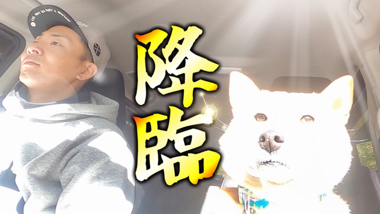 この一瞬を見逃すな！！柴犬が山犬の神になりかけた日
