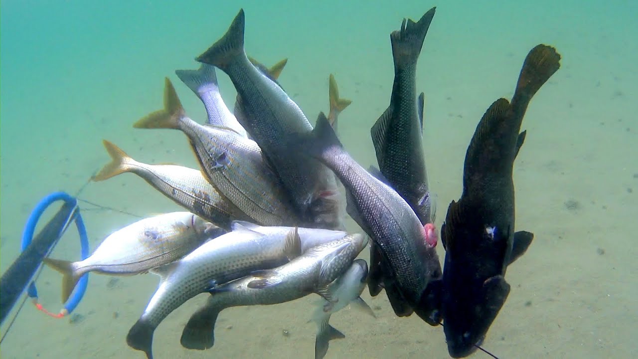 Marmara zıpkın avı Mayıs 2022 - Levrek, Sarpa, Karagöz, Kikla, Kefal, İspari, Eşkina Spearfishing