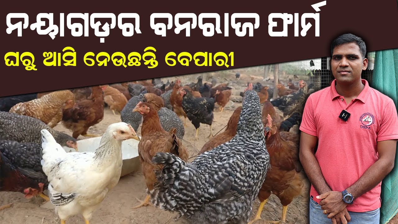 ନୟାଗଡ଼ର ବନରାଜ କୁକୁଡ଼ା ଫାର୍ମ || Banaraja Poultry Farming In Odisha.