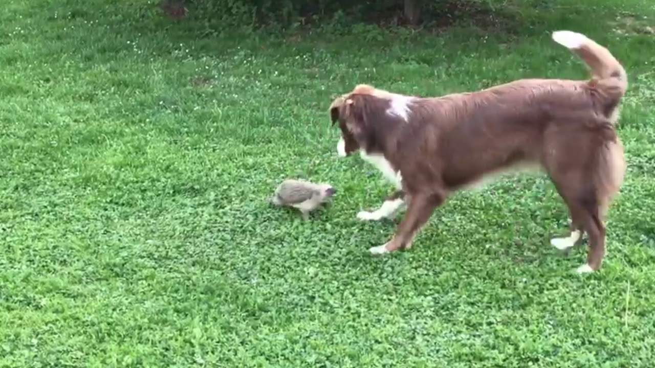DOG VS HEDGEHOG