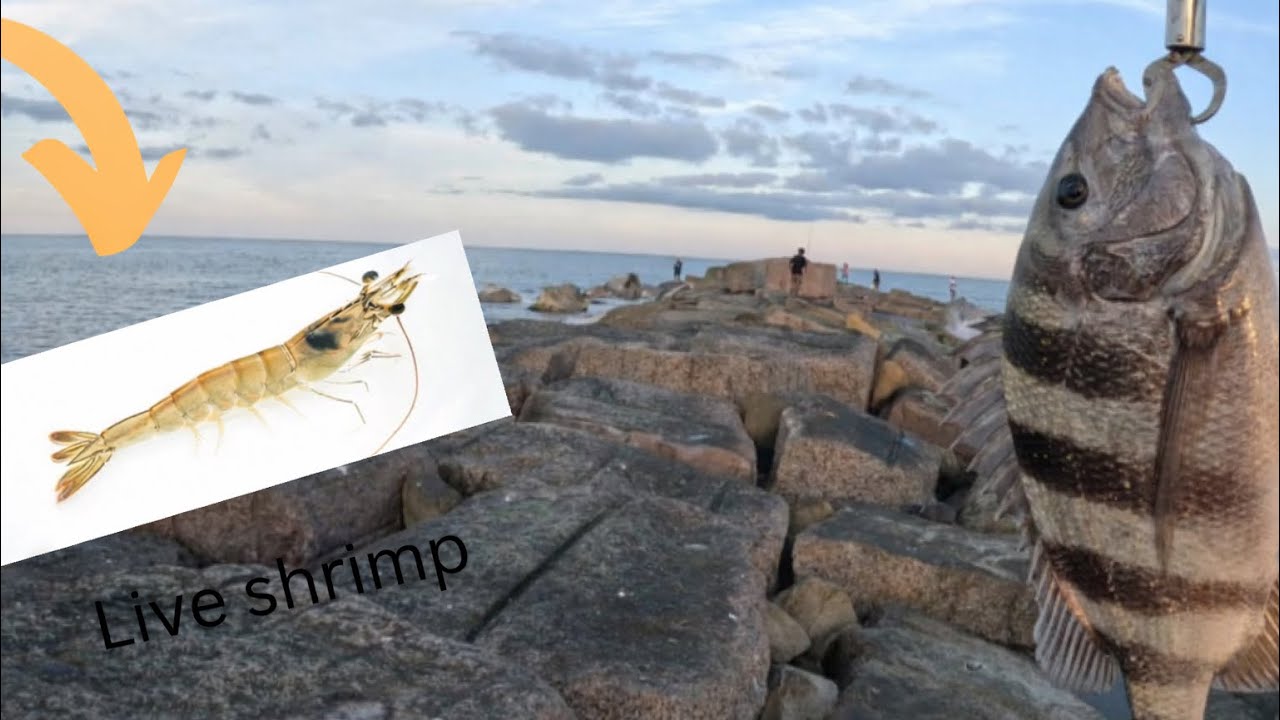 HOW TO CATCH SHEEP HEADS USING LIVE SHRIMP AT SOUTH PADRE ISLAND JETTYS!!!
