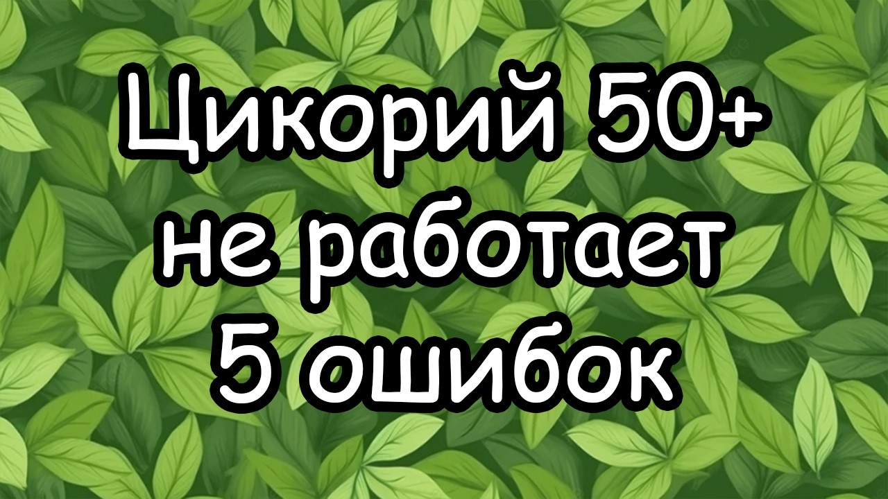 Цикорий после 50: 5 ошибок, из-за которых он бесполезен