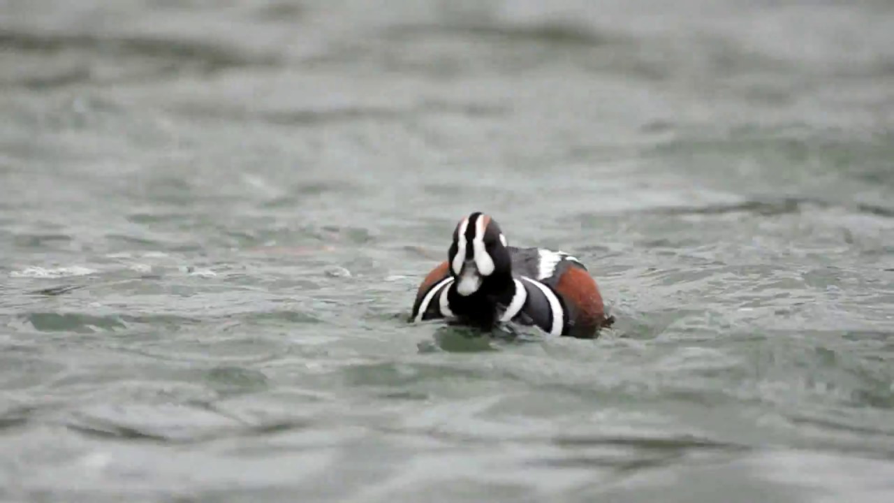 Harlequin Ducks