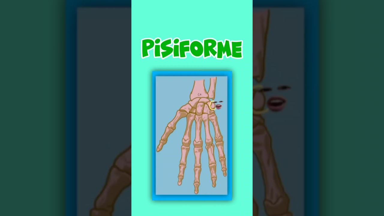 HUESO PISIFORME DEL CARPO