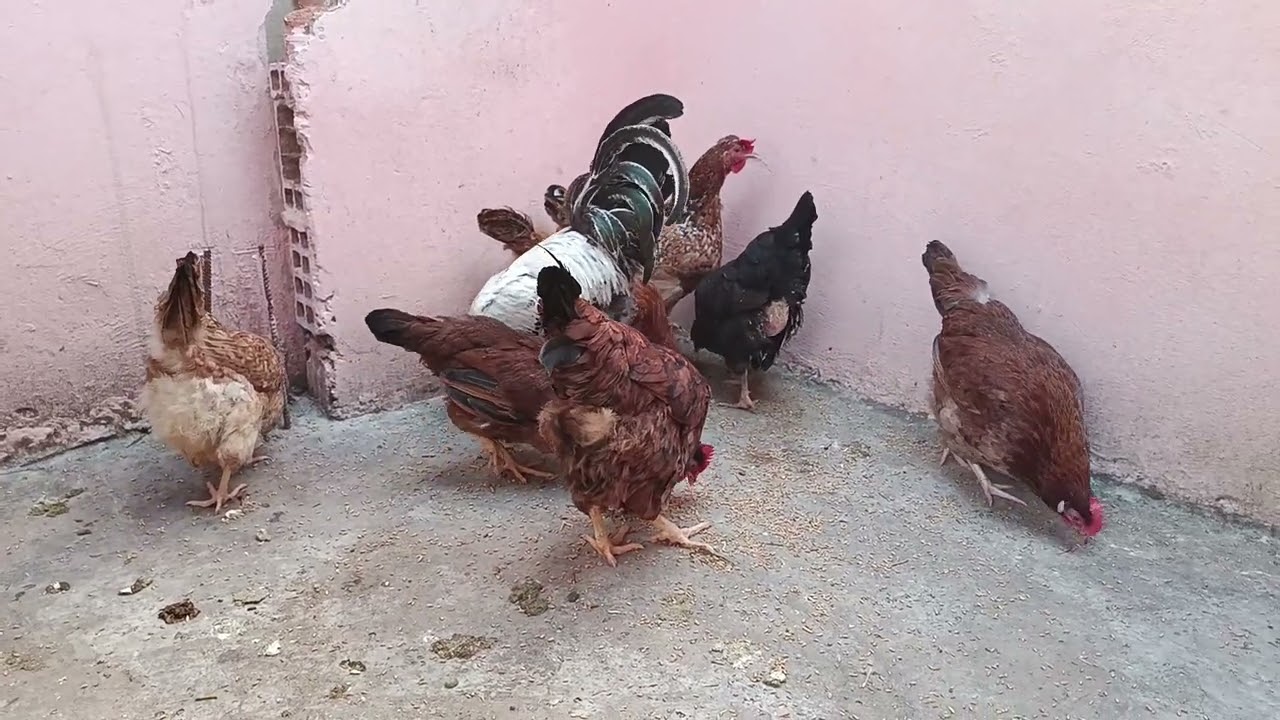 كل دقيقه روتين دجاج مشغيب