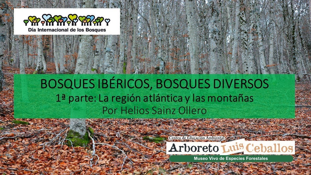 Bosques ibéricos, bosques diversos 1. Región atlántica y las montañas #DíaInternacionaldelosBosques