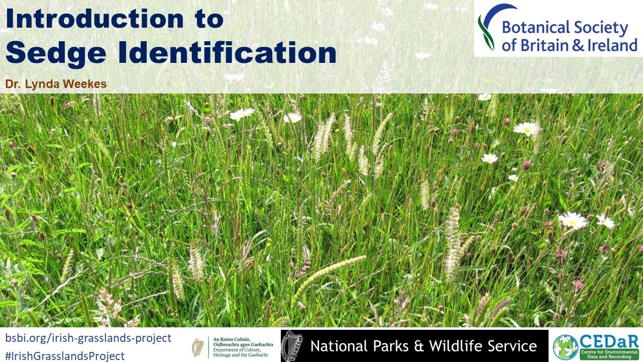Introduction to Sedge Identification